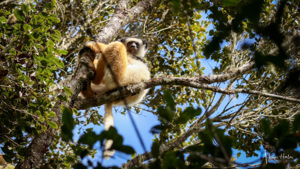 First search for wild lemurs
