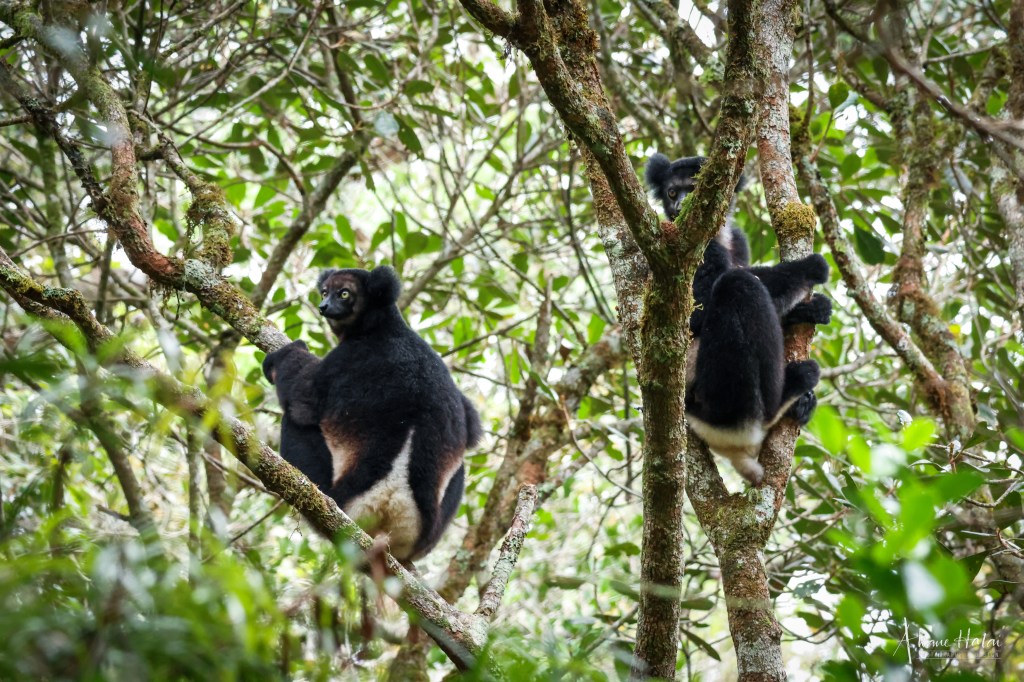 Singing Lemurs and a baby