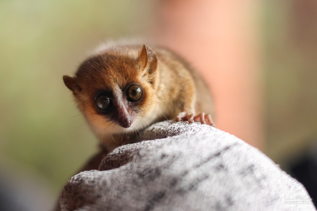 Mort (aka Mouse lemur)